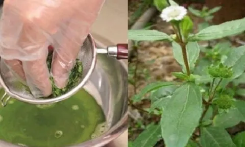 Đem loại cỏ này nấu nước gội đầu, giúp giảm rụng tóc, kích thích mọc tóc: Ở Việt Nam mọc dại khắp nơi