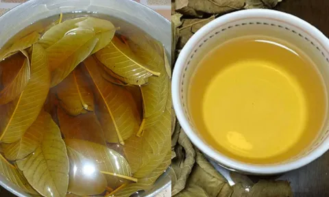 Nước lá ổi rất tốt: Có 5 nhóm người nên uống thường xuyên