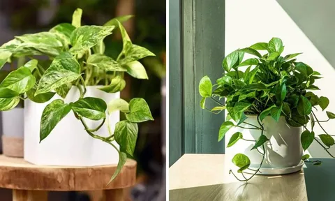 Vị trí "Hao tài, tốn lộc" không nên đặt cây trầu bà: Nhiều người không biết vẫn vô tư trồng