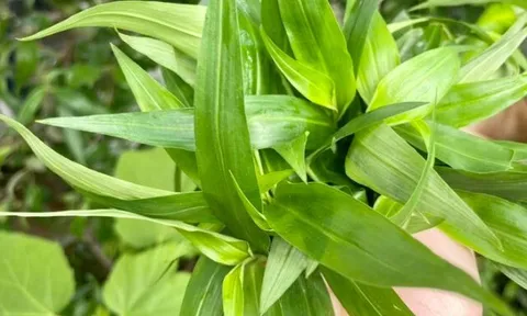 Cây dại mọc bờ rào xưa không ai ngó ngàng, nay thành đặc sản có hương vị lạ được ưa chuộng, trồng 35 ngày cho thu hoạch