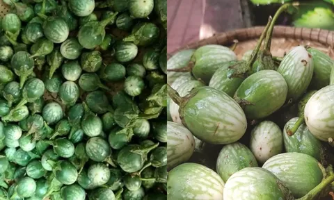 Cà đắng Tây Nguyên: Loại quả “đắng lạ” từng bị bỏ quên, giờ thành đặc sản khiến ai ăn cũng nhớ