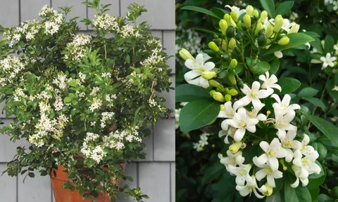 Những người nên tránh trồng cây nguyệt quế trước nhà