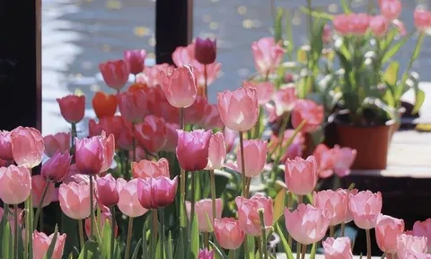 Trời không phụ lòng người: Tháng sinh của người càng chăm chỉ càng giàu, sớm hưởng hồng phúc