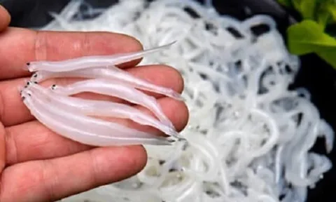 Nghề lạ ở ven biển giúp nhiều phụ nữ kiếm tiền triệu mỗi ngày, đòi hỏi sự tập trung cao, công cụ lại cực đơn giản