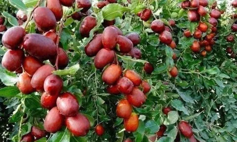 12 loại trái cây sạch nhất Việt Nam, ít tồn dư thuốc trừ sâu, bán đầy chợ Việt với giá rẻ, từ 15.000 đ/kg