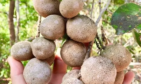 Loại quả xưa rụng đầy không ai nhặt, bất ngờ "lên đời" thành đặc sản được dân phố mê tít, giá 70.000 đồng/kg