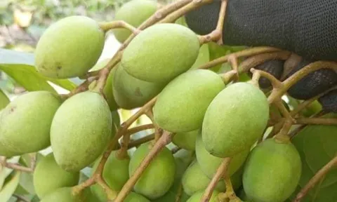 Loại quả mọc bờ rào xưa rụng đầy gốc, nay thành đặc sản được ưa chuộng giá 100.000 đ/kg, trồng một lần thu hoạch nhiều năm
