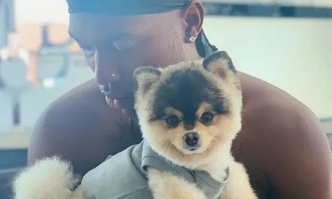 Daniel Sturridge treo thưởng 'khủng' để tìm chó cưng