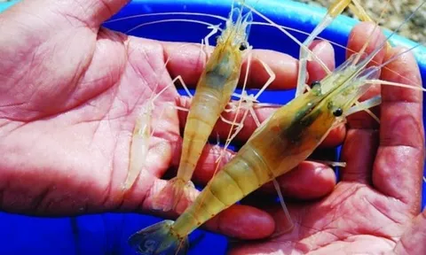 Người bán tôm nói nhỏ: Chọn tôm nuôi hay tôm tự nhiên cứ làm theo cách này?