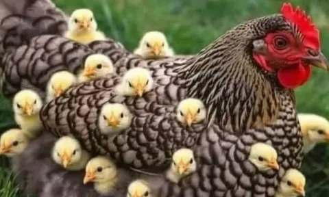 Sau 1/5: 3 tuổi mở chu kỳ mới nhưng tiểu nhân rình rập, càng chủ quan càng dễ vấp