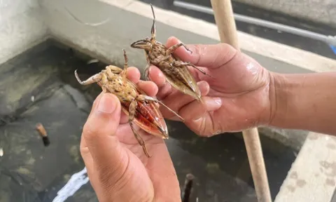 Loài vật nhìn giống như con gián nhưng là đặc sản hiếm, hơn 1 triệu/kg vẫn có người săn lùng, giúp nông dân đổi đời