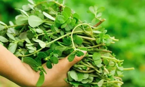 Cây dại mọc bờ rào xưa không ai ăn, nay thành đặc sản có hương vị lạ được ưa chuộng, trồng 45 ngày cho thu hoạch