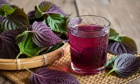 Những người nên cẩn trọng khi dùng nước lá tía tô