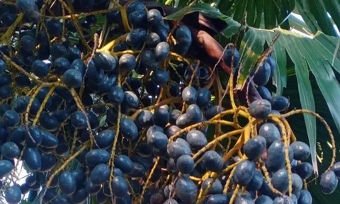 Loại quả mọc bờ rào xưa rụng đầy gốc, nay thành đặc sản ở thành phố giá 180.000 đ/kg, trồng một lần thu hoạch nhiều năm