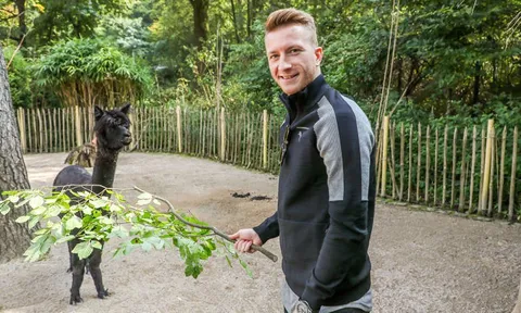 Chấn thương, hai 'anh đại' Dortmund rủ nhau vào sở thú