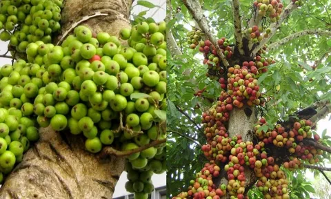 Người tuổi nào hợp trồng Cây Sung trong nhà?