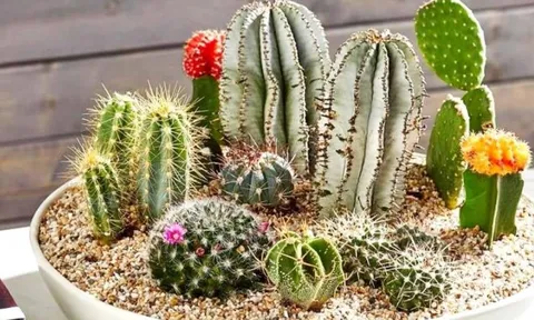 Nhà có “âm khí”? Gợi ý loại cây giúp thanh lọc không gian, xua cảm giác u ám