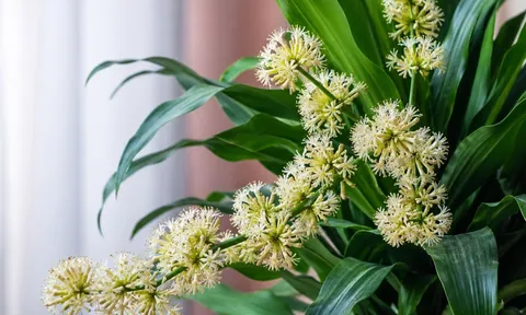  Thiết mộc lan nở hoa là tín hiệu tốt, nhưng phải chú ý 5 điều quan trọng này