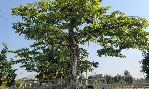 Cây tưởng chỉ lấy quả lên chậu lại thành bonsai đẹp lạ, tỏa mùi thơm nức mũi, có cây giá 2 tỷ đồng chủ nhân không bán