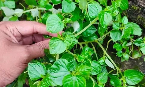 2 loại rau khắc chế bệnh K, mọc dại đầy trong vườn