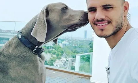 Không đi World Cup, Icardi ở nhà chơi với... chó