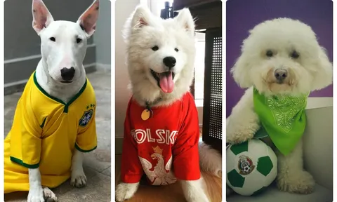Đáng yêu hết cỡ với World Cup 2018 phiên bản cún cưng
