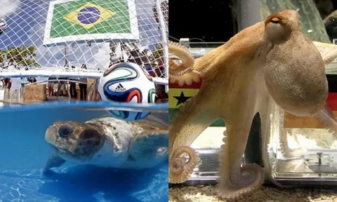 Top 5 động vật xứng tầm 'thánh phán' World Cup lừng danh thế giới