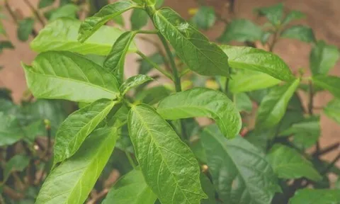 Loại rau xưa làm hàng rào chẳng ai biết đến, giờ thành đặc sản nổi tiếng được chị em ưa chuộng, 90.000 đồng/kg