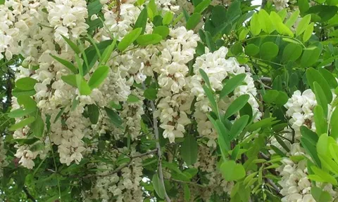 3 loại cây “két sắt giữ lộc” trong phong thủy: Chặt bỏ là mất tài vận gia đình