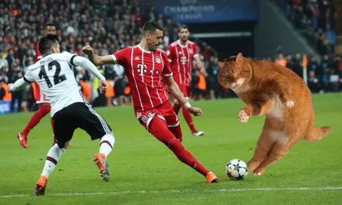Chú mèo đại náo trận đấu của Bayern Munich