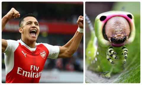 Đã đến lúc bay rồi, 'chú sâu' Sanchez!