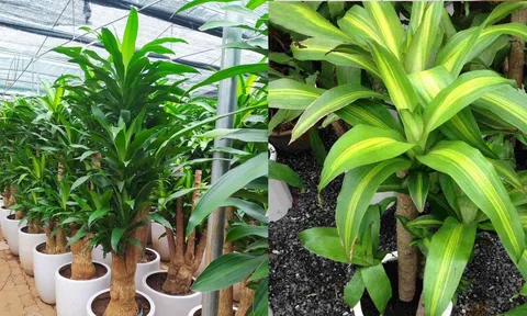 Nhà nào đang trồng cây Thiết Mộc Lan cần chú ý 3 điều này