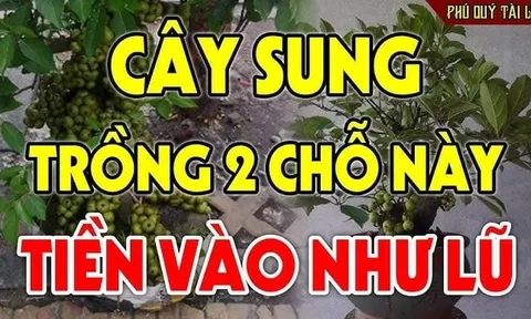 Trồng cây sung đúng chỗ này lộc đua nhau nảy - tiền đua nhau về