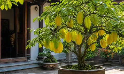 Cây khế rất hợp cho người tuổi này, mệnh này: Trồng một cây trong nhà vừa đẹp mắt vừa hút khí lành