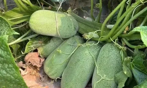 Loại quả mọc bờ rào xưa không ai ngó ngàng, nay thành đặc sản được ưa chuộng giá 50.000 đ/kg, trồng 3 tháng cho thu hoạch