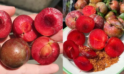 Một ngày nên ăn bao nhiêu quả mận để không bị nóng trong?