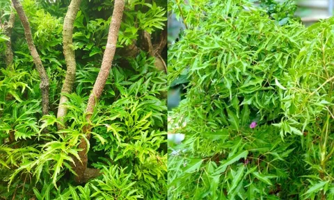 Nhà đang trồng cây đinh lăng cần chú ý 5 điều sau