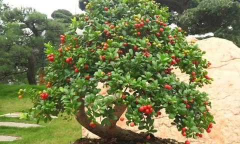 Cây dại cho hoa và quả đẹp mắt lên chậu thành bonsai độc lạ, mang lại may mắn thịnh vượng, có cây giá tỷ đồng