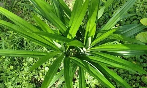 Loại lá dại xưa mọc đầy không ai ngó ngàng, giờ thành đặc sản được chị em tìm mua, giá cao mà vẫn “cháy” hàng