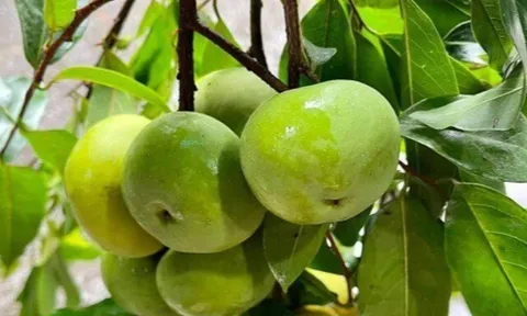 Loại quả mọc bờ rào xưa rụng đầy gốc, nay thành đặc sản ở thành phố giá 90.000 đ/kg, trồng một lần thu hoạch nhiều năm