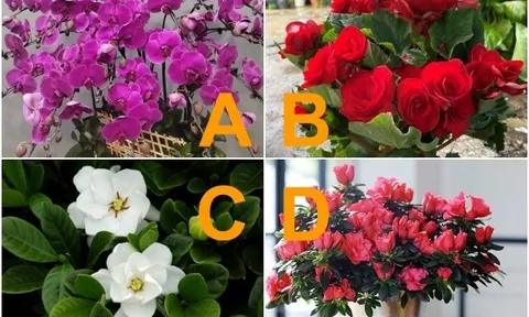 Trắc nghiệm: Chọn một loài hoa, biết ngay bạn hấp dẫn cỡ nào trong mắt nửa kia