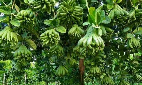 5 loại cây phong thủy người giàu rất thích trồng, nhà có 1 cây cũng hút tài lộc