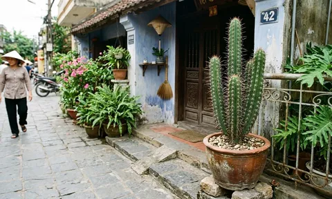 Đặt cây trước cửa tưởng vô hại: 3 loại quen thuộc lại âm thầm gây hại cho nhà bạn