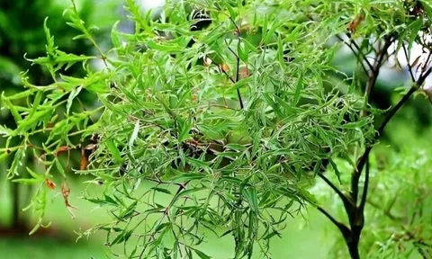 Loại rau tốt ngang nhân sâm, xưa ít người ăn giờ thành đặc sản được ưa chuộng, giá 90.000 đồng/kg