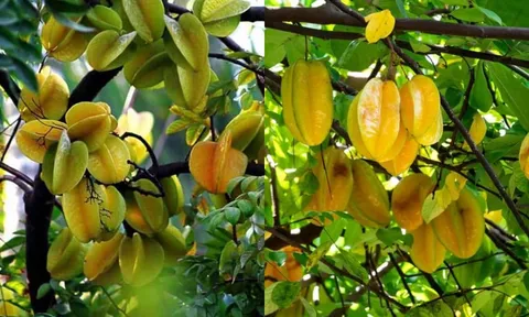 5 điều cần chú ý cho những nhà đang trồng cây khế