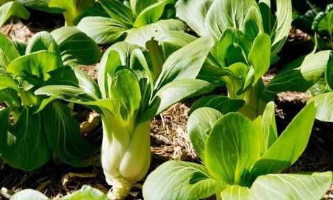 5 loại rau họ cải được CDC Mỹ ca ngợi “tốt bậc nhất thế giới”, ở Việt Nam trồng bạt ngàn, chỉ từ 15.000 đ/kg