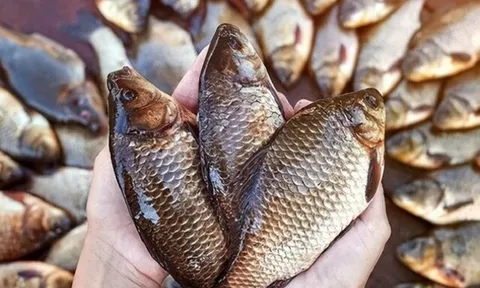 11 loại cá sạch nhất Việt Nam, ít ngậm hóa chất lại bổ dưỡng, bà nội trợ thấy là phải mua ngay về dùng
