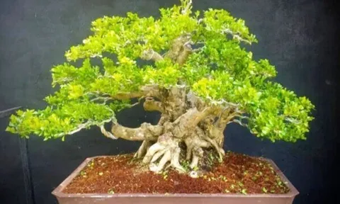Cây dại quen thuộc cho hoa thơm nức lên chậu thành bonsai, vừa đẹp vừa mang tới bình an, có cây định giá 1,5 tỷ đồng