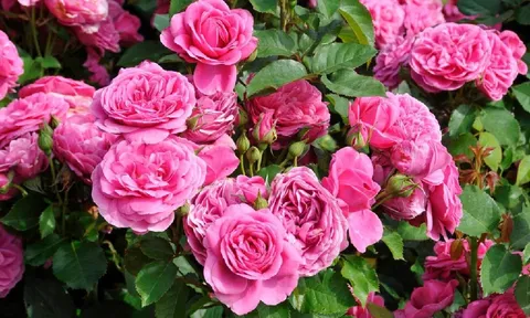5 lời khuyên cho gia đình đang trồng hoa hồng