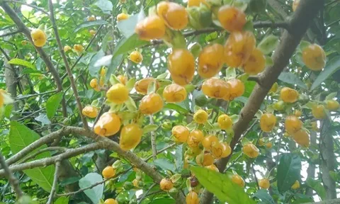Loại quả xưa có đầy ở hàng rào, giờ thành đặc sản mà nhiều tiền cũng chưa chắc mua được vì quá hiếm